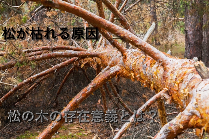 松の木が枯れる原因…松の木を嫌わないで！そして松の木の存在意義とは