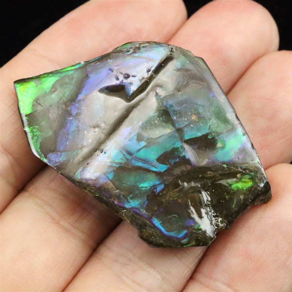 アンモライト・アンモナイトアクセサリー | 榎本通商