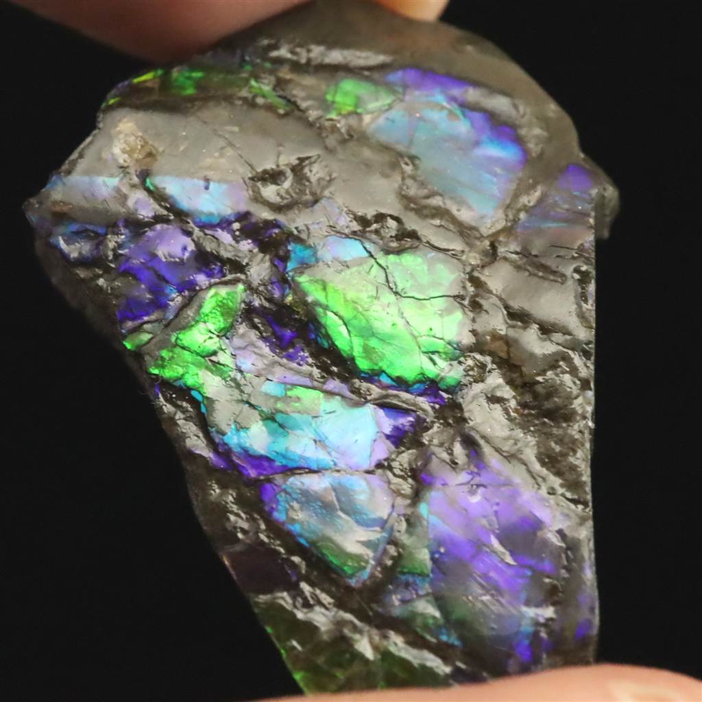 アンモライト・アンモナイトアクセサリー | 榎本通商