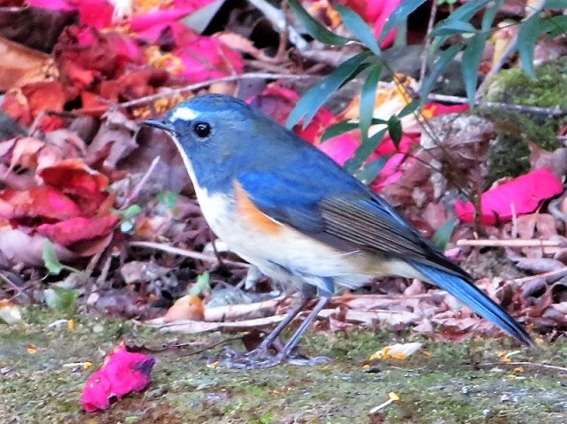 ルリビタキ ―「青い鳥」の代表格 • えのしま・ふじさわポータルサイト