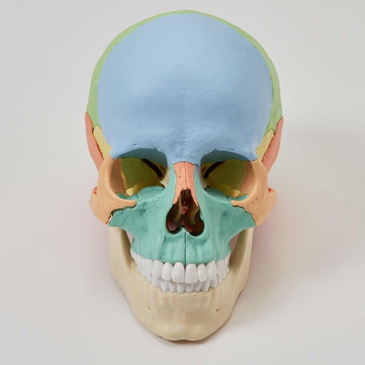 頭蓋骨模型(22分割カラー・マグネット式) Erler Zimmer