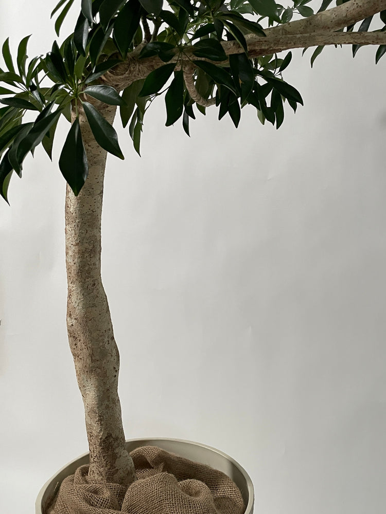 懸崖仕立て】シェフレラ｜特殊樹形の観葉植物ECサイト【the est】