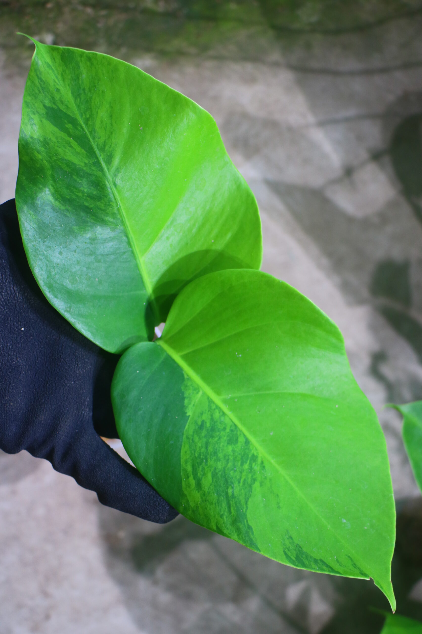 TGK-r60402-/Monstera deliciosa var, borsigana Green on Green