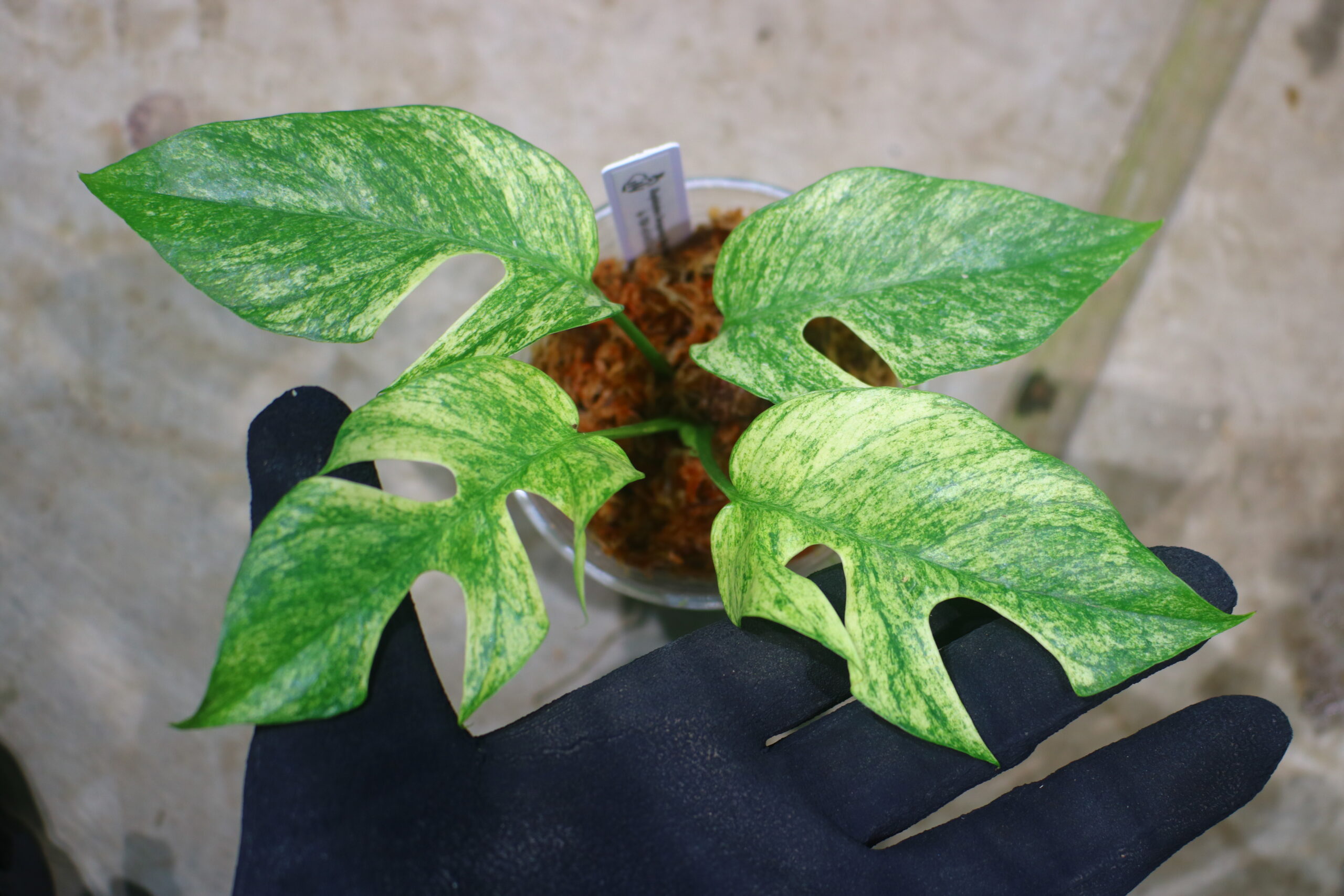 🦍-TGK-r60402-🦍/Rhaphidophora Tetrasperma 'White Monster