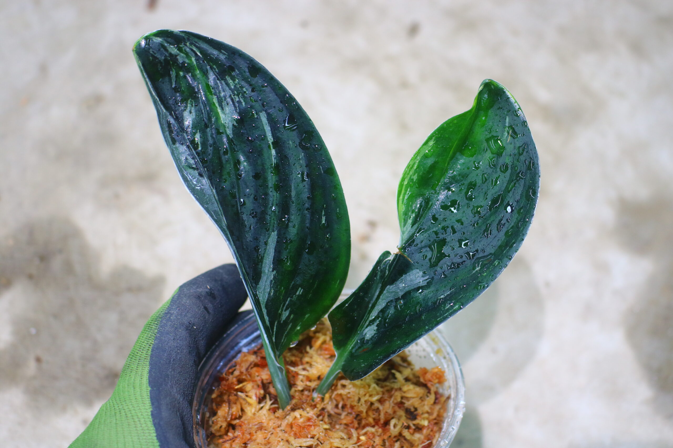 🦍-TGK-r50404-🦍 / Scindapsus Treubii 'Black Mutant Variegated