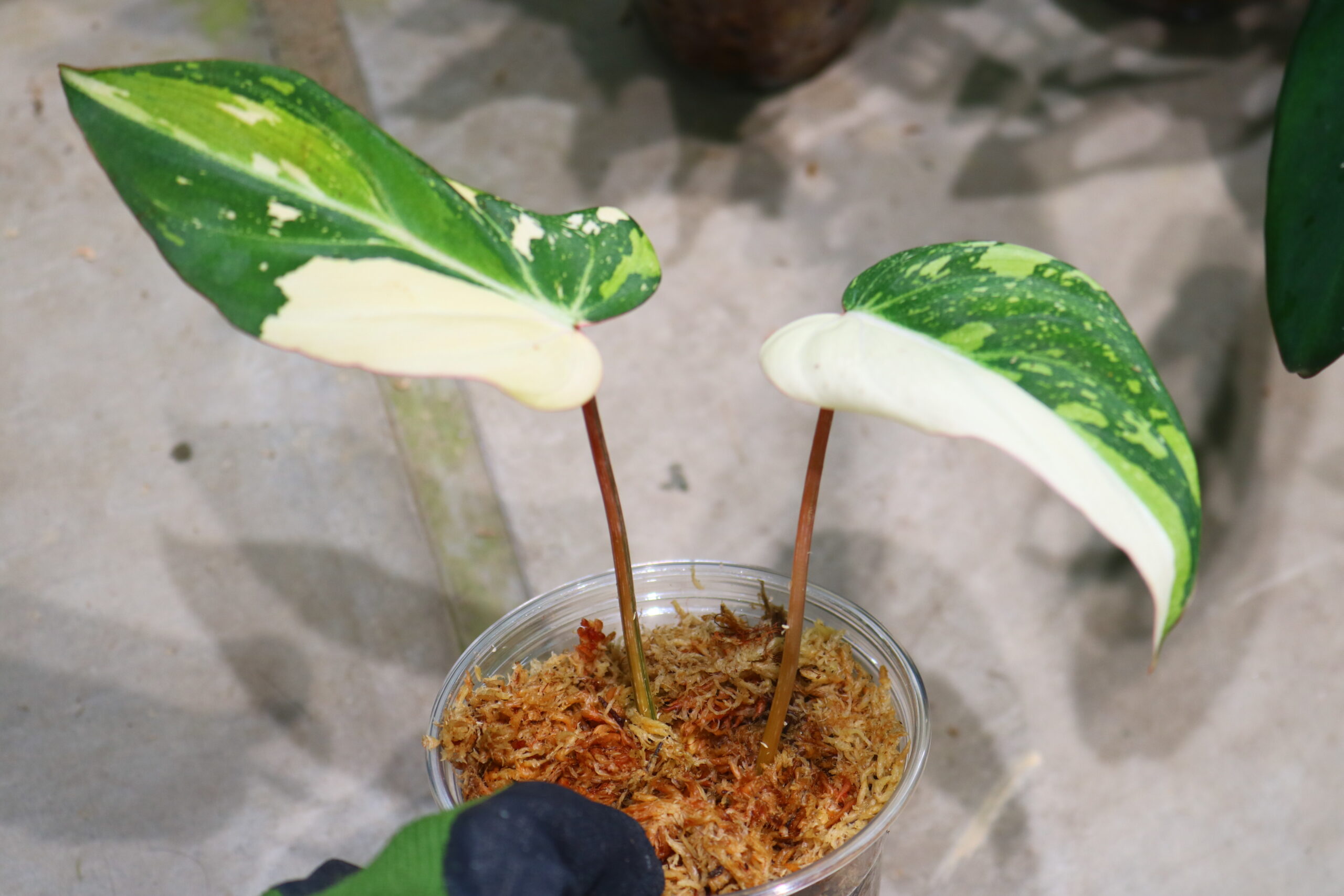 TGK-r60402-/フィロデンドロン グロリオーサム 'トリコロール 斑入り