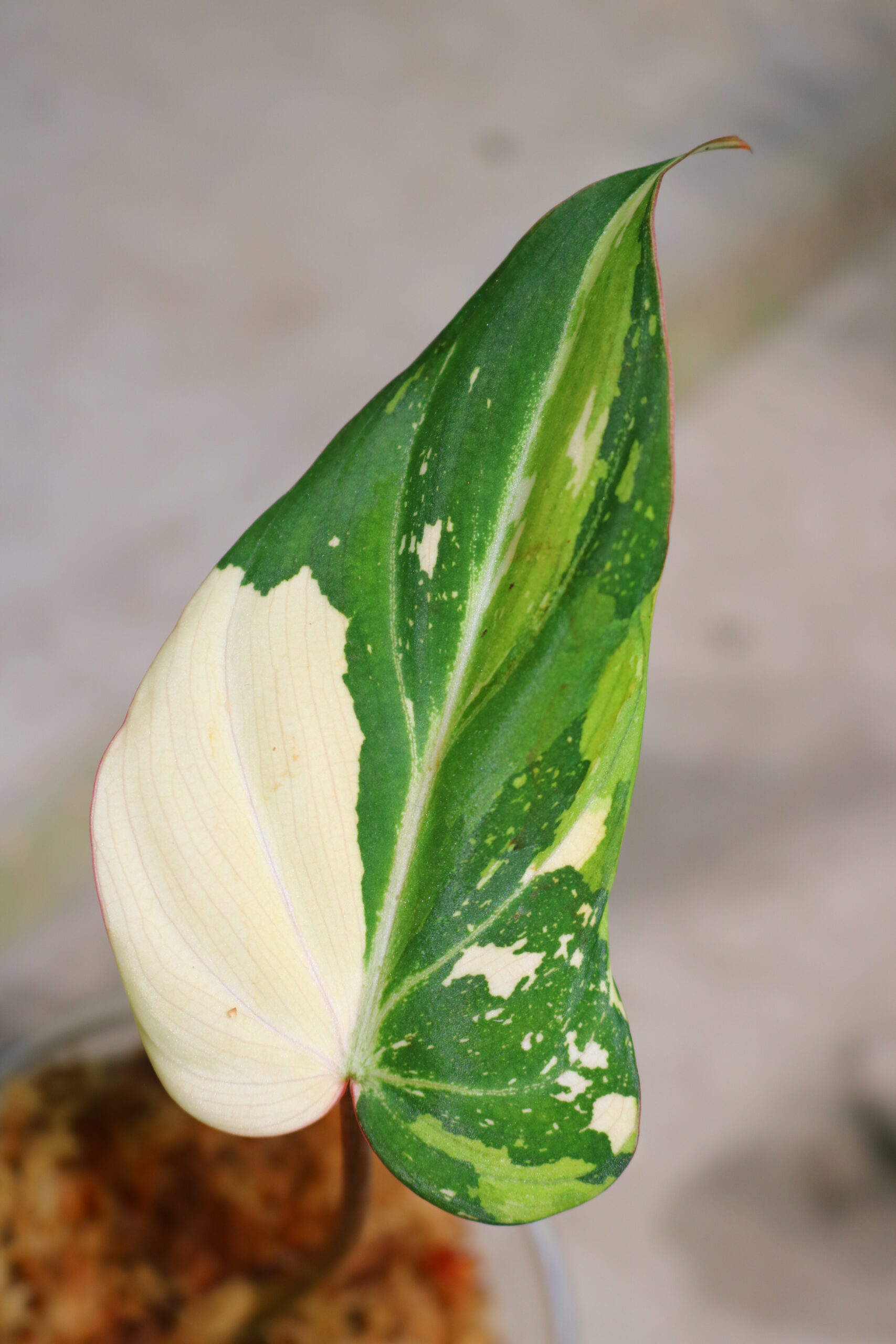 TGK-r60402-/フィロデンドロン グロリオーサム 'トリコロール 斑入り