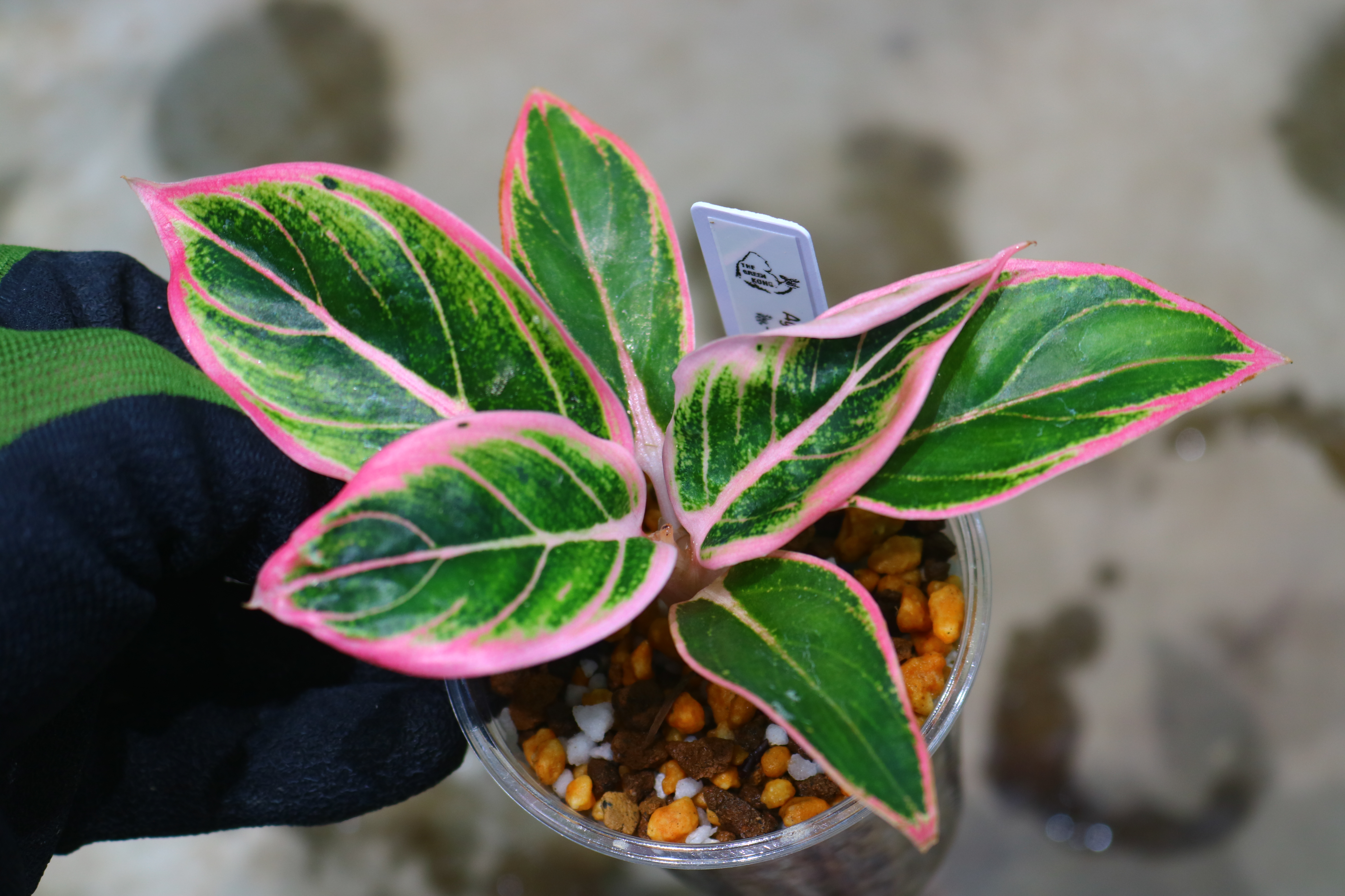 ①/-TGK-r61028-/アグラオネマ 'ロータスディライト'/ Aglaonema