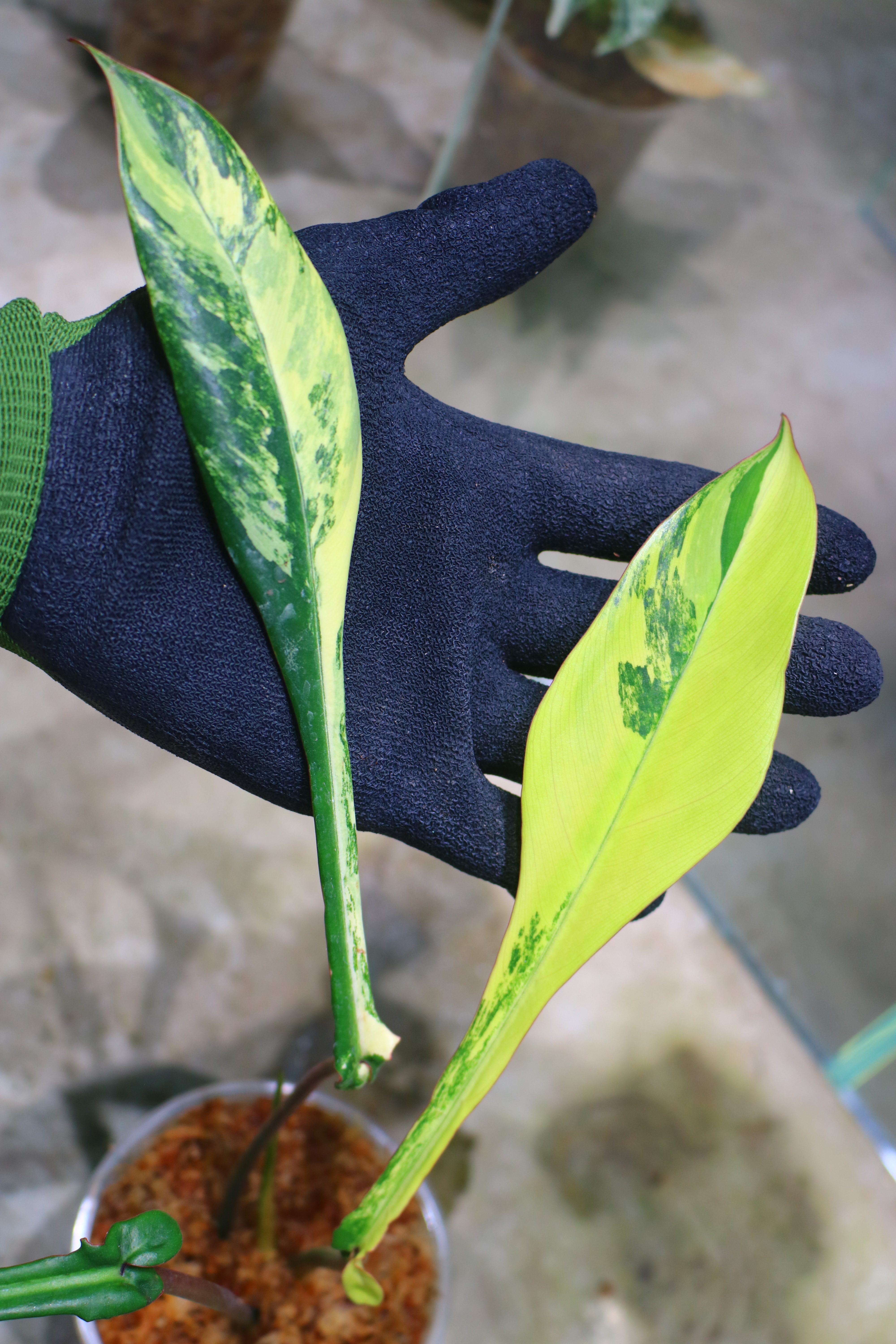🦍 -TGK-r50404- 🦍 /Philodendron joepii variegated