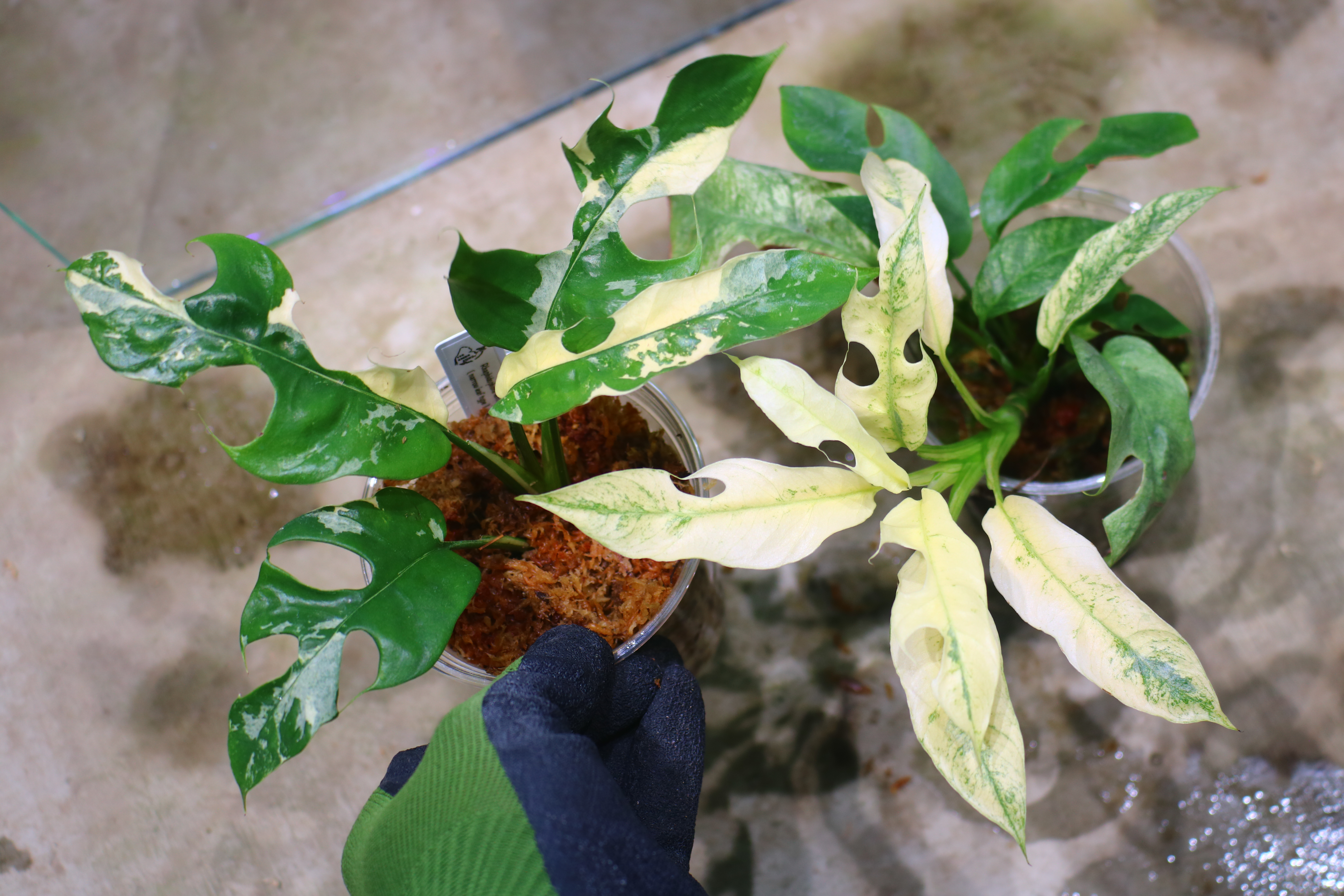 🦍 -TGK-r60402- 🦍 / Rhaphidophora tetrasperma 'White Monster