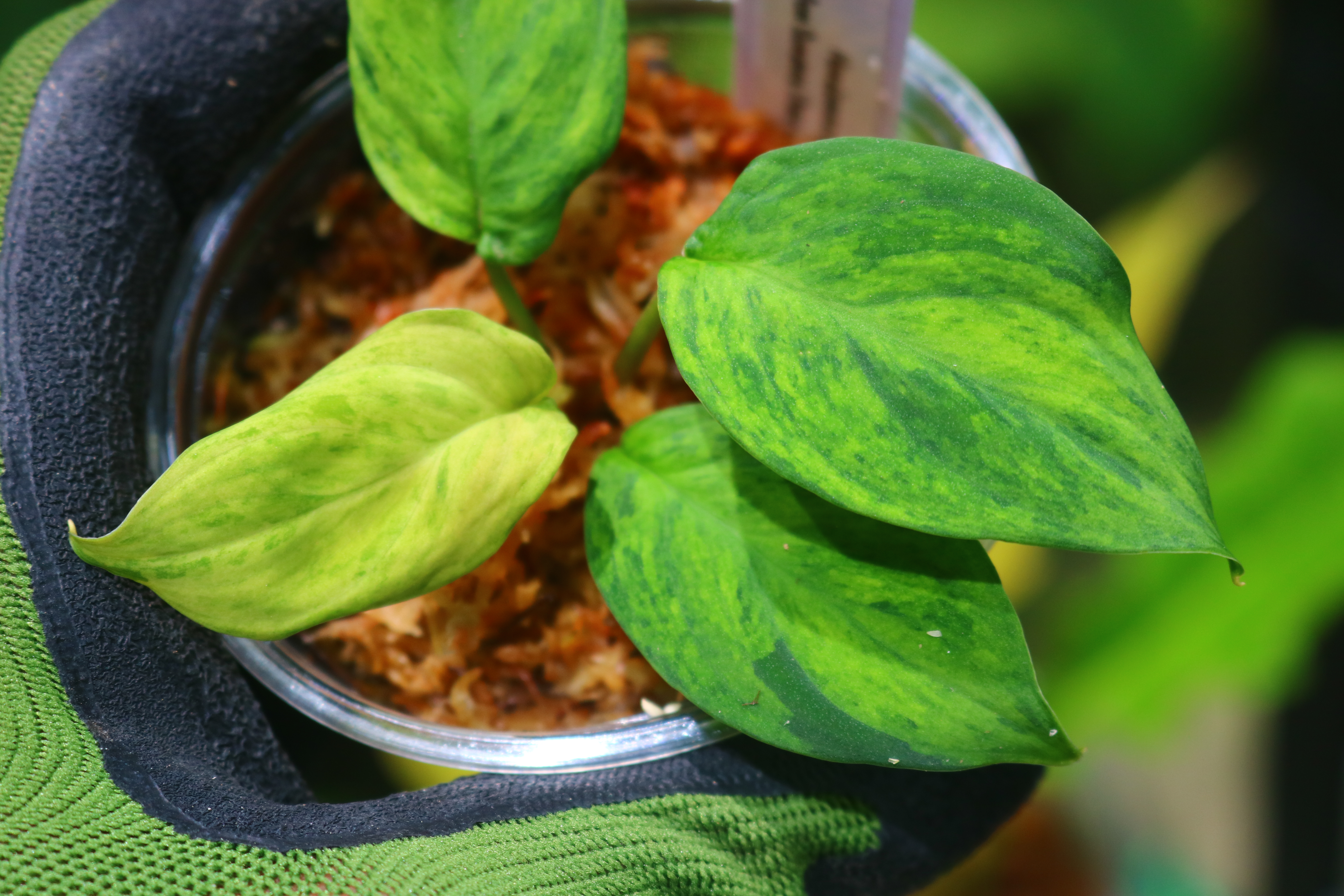 🦍-TGK-r50827lh- 🦍/ホマロメナ黄斑入り/TGK輸入便 Homalomena sp