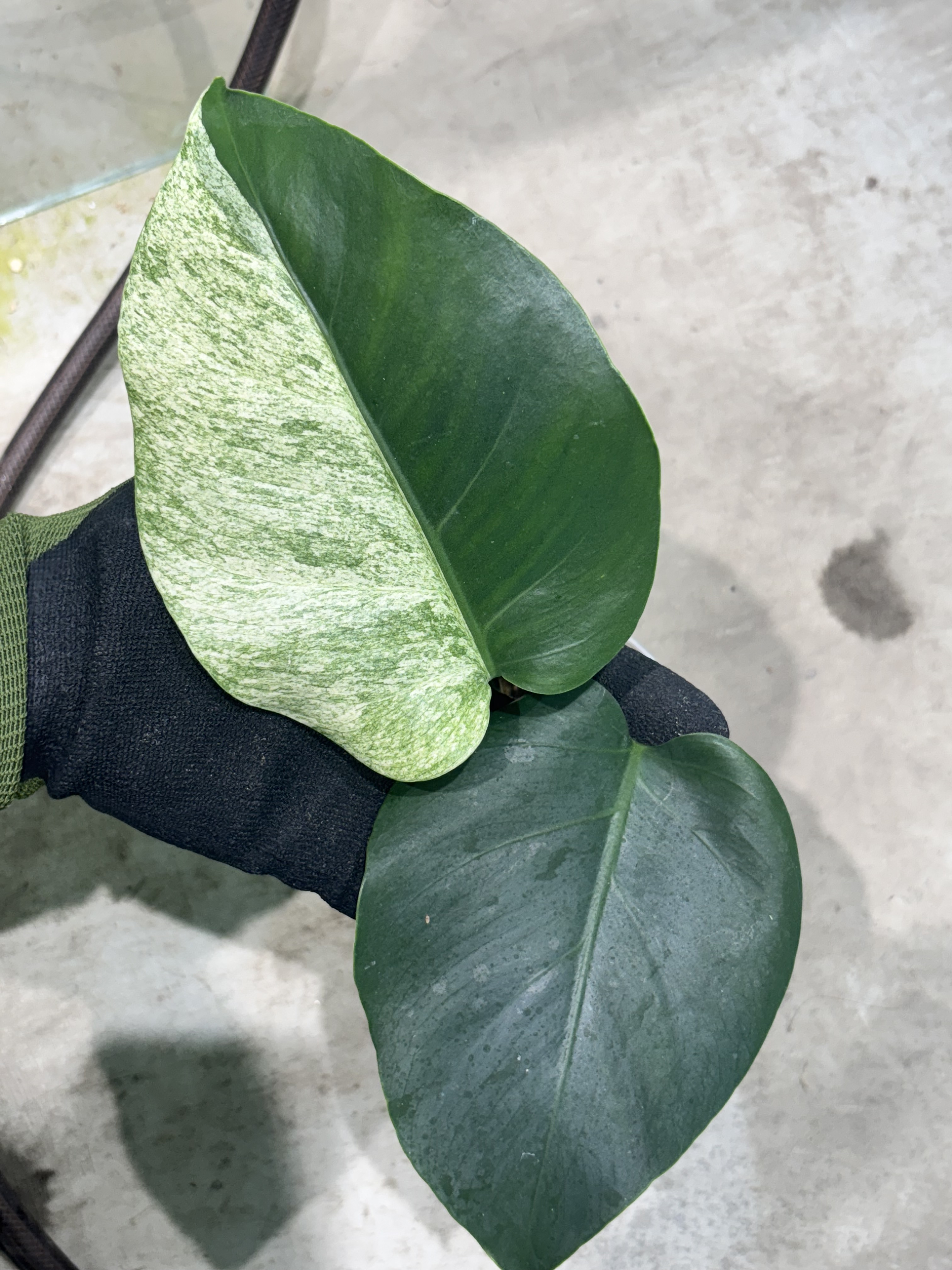 TGK-/Monstera deliciosa mint variegata Brazilian form / モンステラ