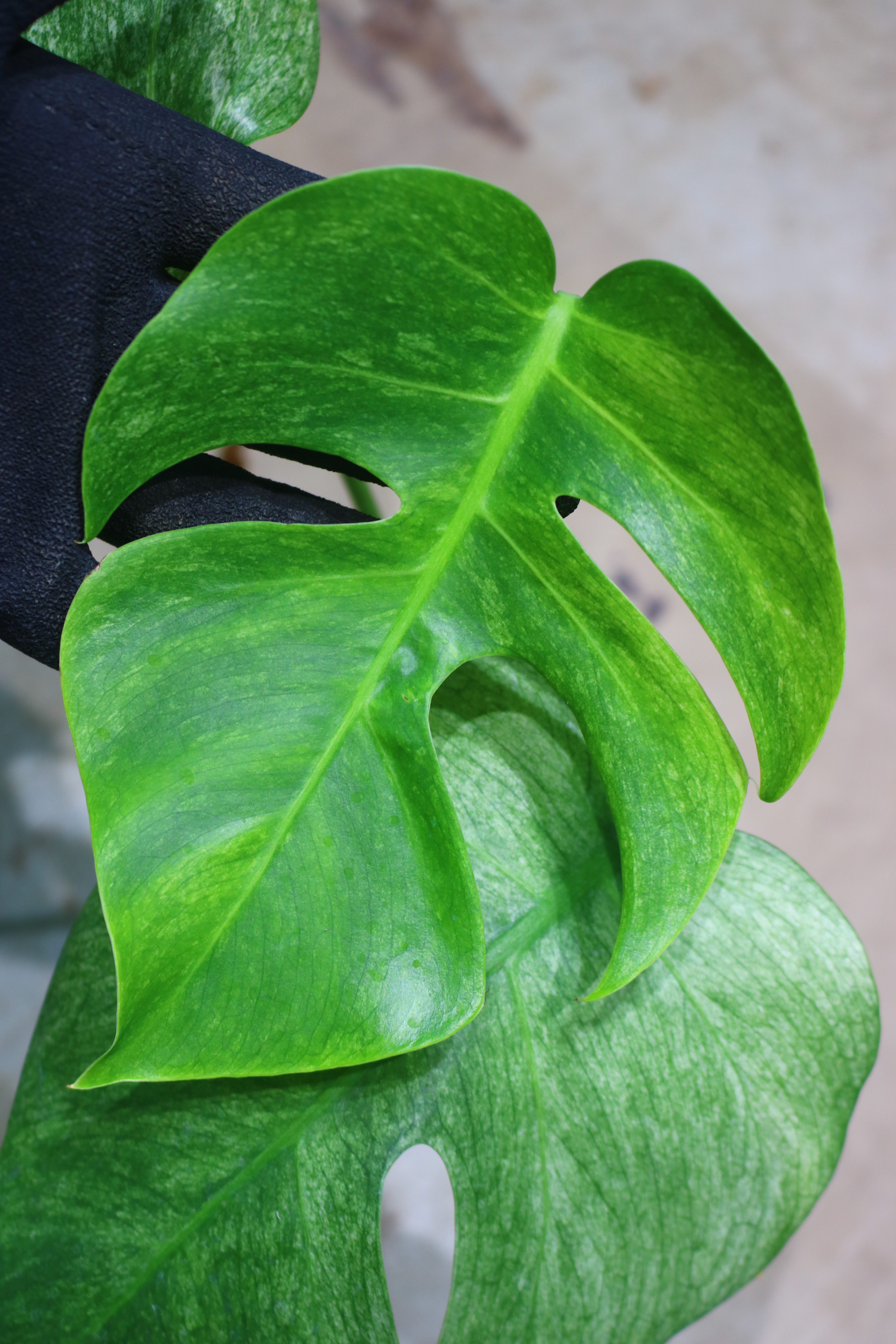 TGK-/Monstera deliciosa mint variegata Brazilian form / モンステラ
