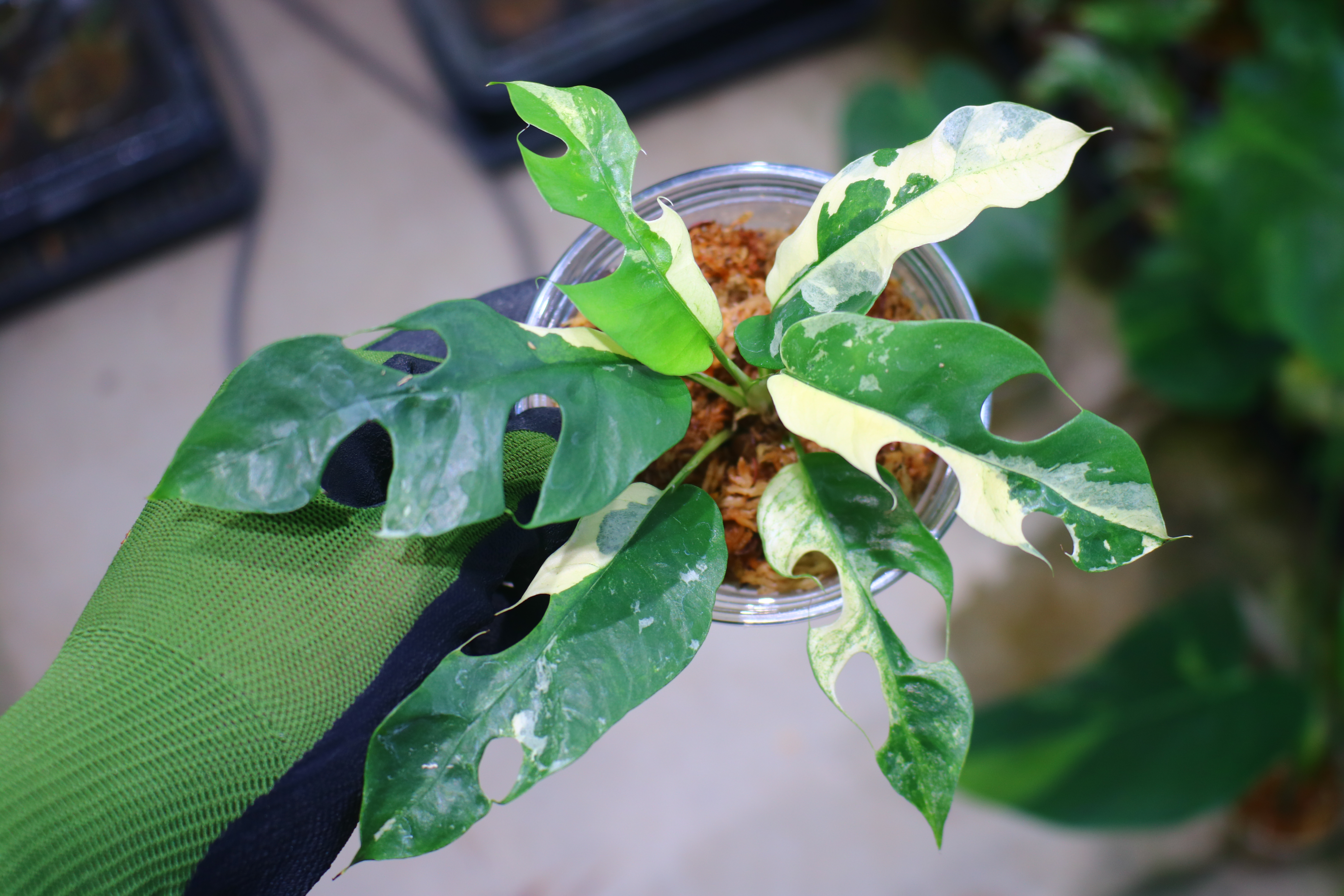 🦍 -TGK-r60402- 🦍 / Rhaphidophora tetrasperma 'White Monster