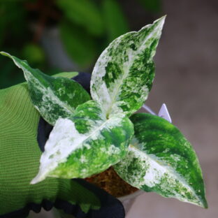 アグラオネマ | 珍しい熱帯植物｜THE GREEN KONG