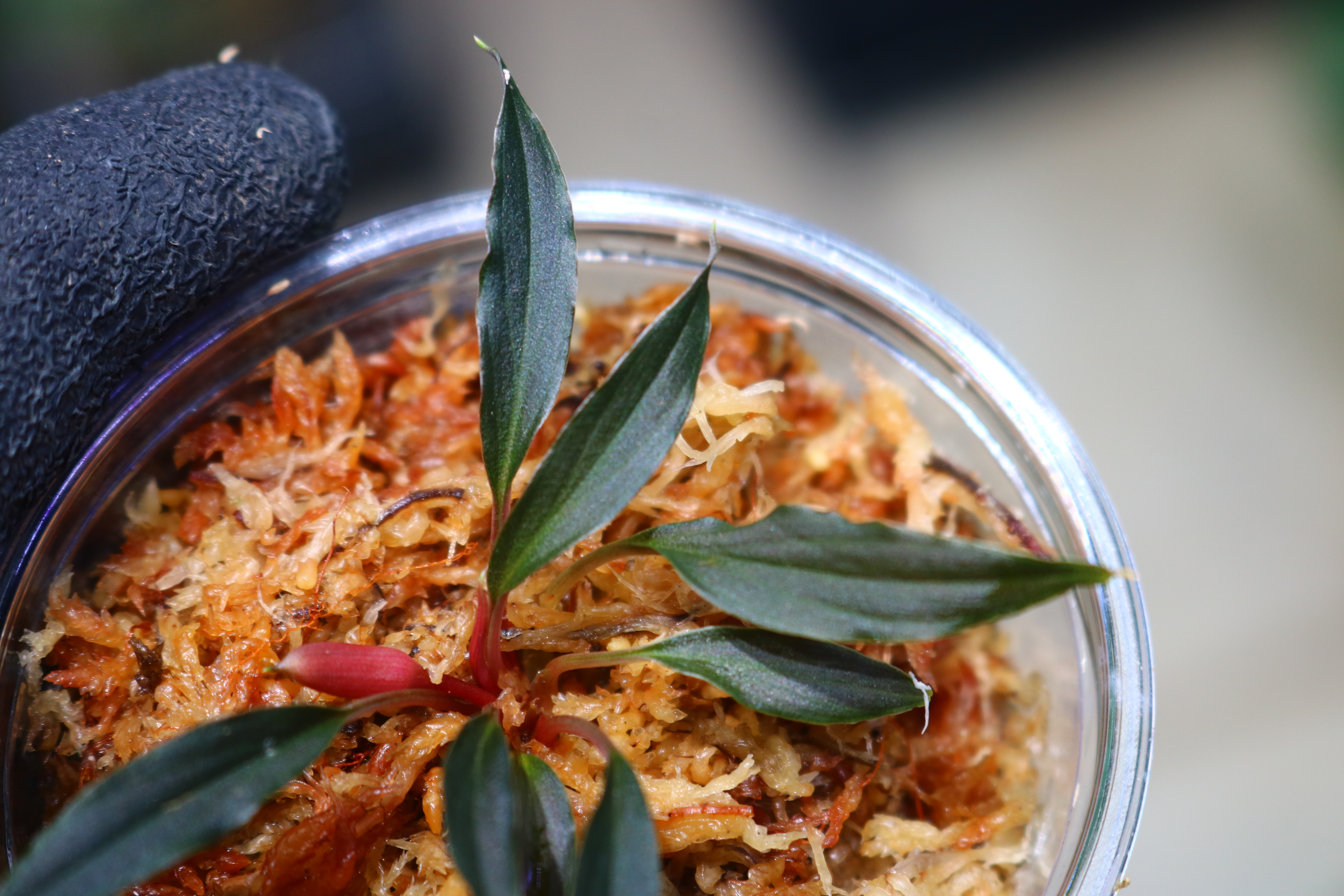 🦍 -TGK-r70128lh- 🦍/ Homalomena sp. from Kalimantan Barat