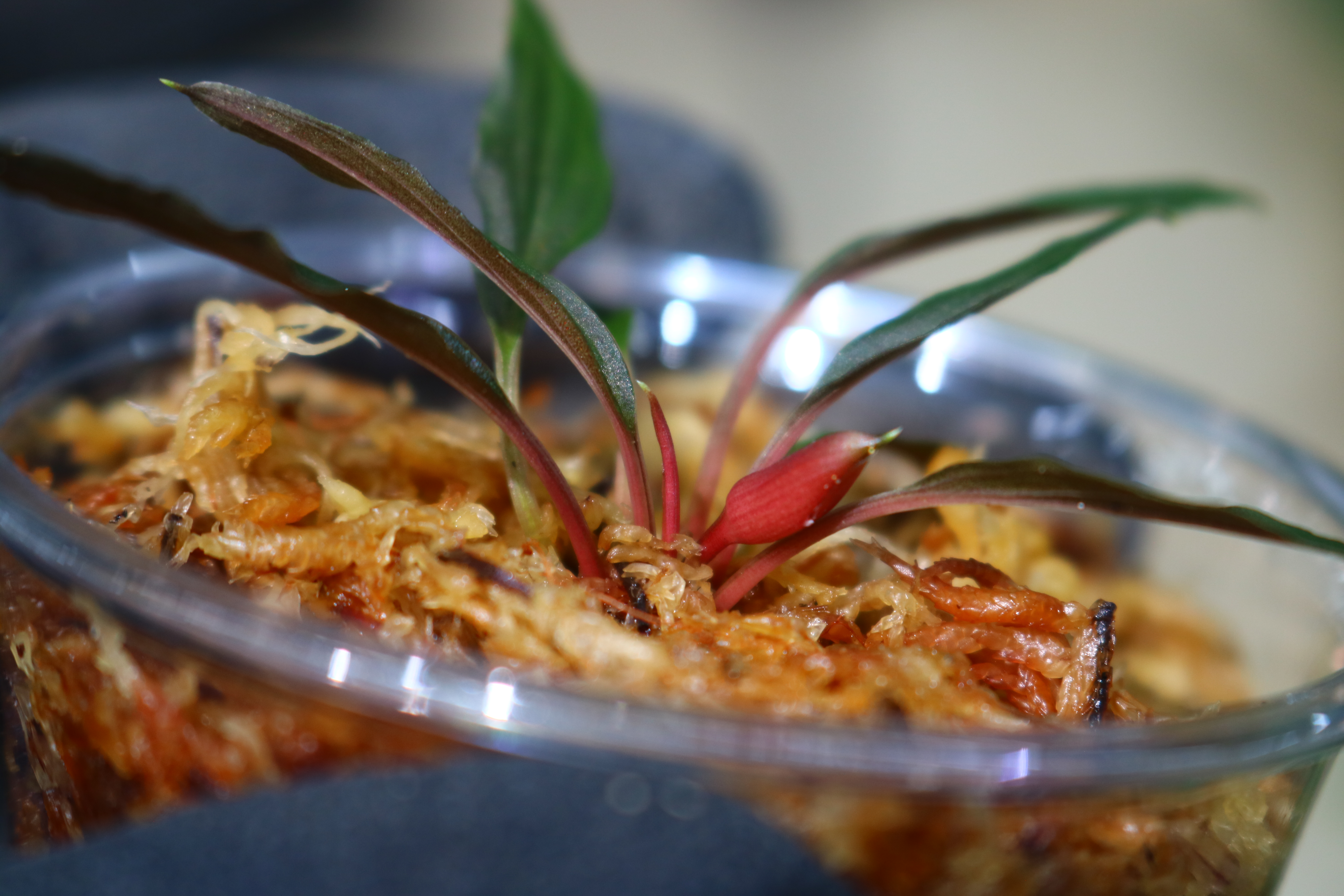 🦍 -TGK-r70128lh- 🦍/ Homalomena sp. from Kalimantan Barat