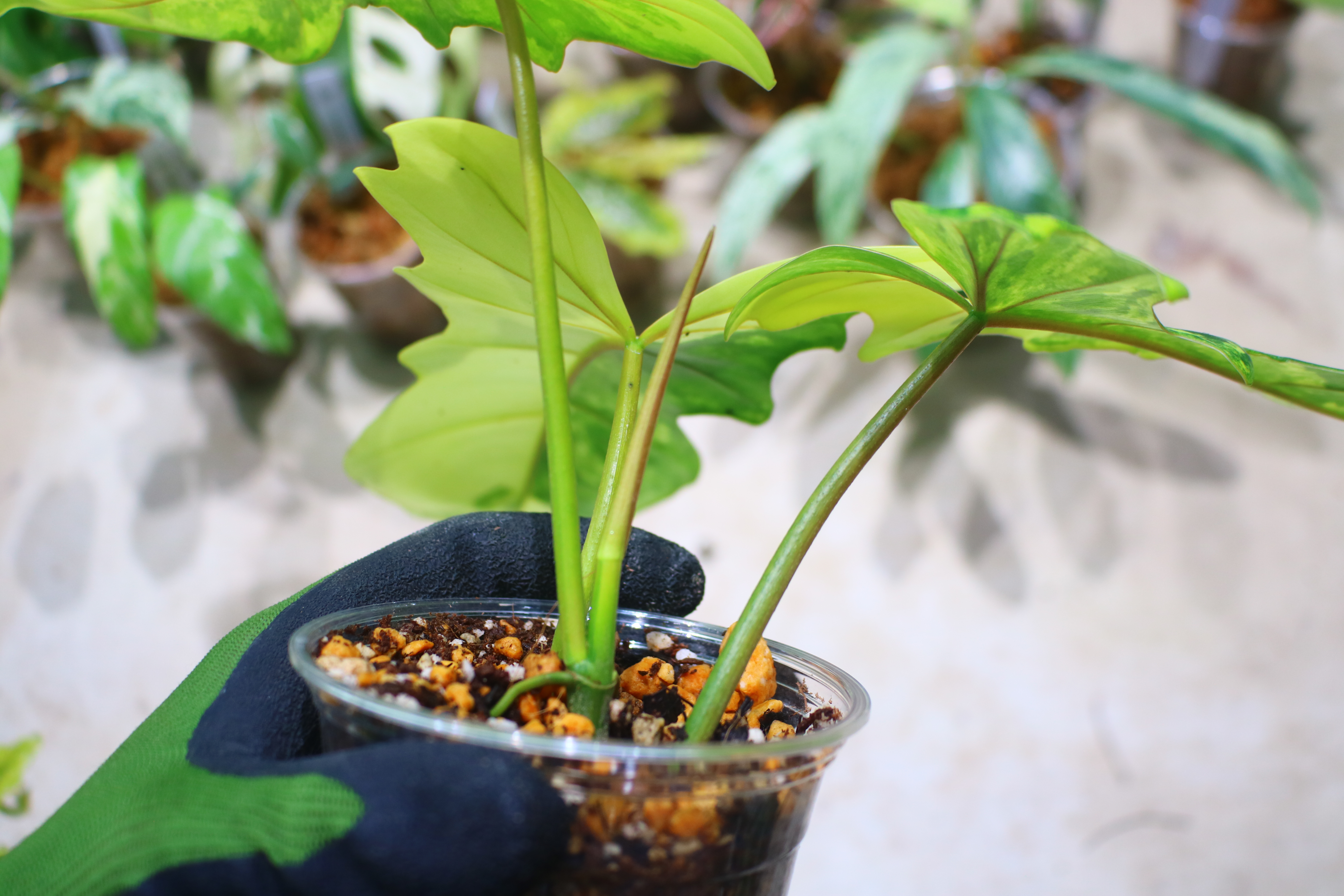 🦍-TGK-r70330-🦍/フィロデンドロン 'キティナ'/ Philodendron 'Kitina