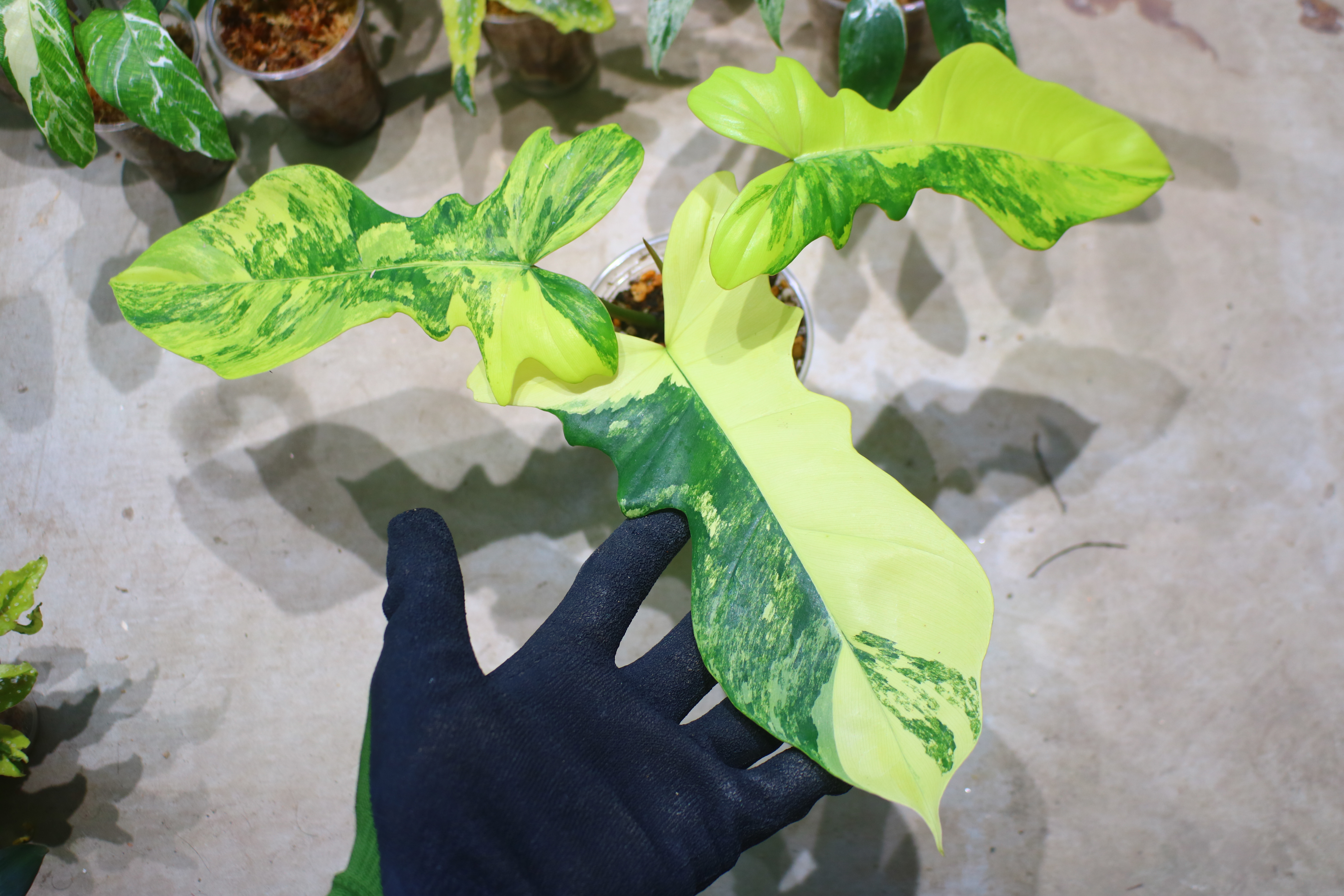 🦍-TGK-r70330-🦍/フィロデンドロン 'キティナ'/ Philodendron 'Kitina