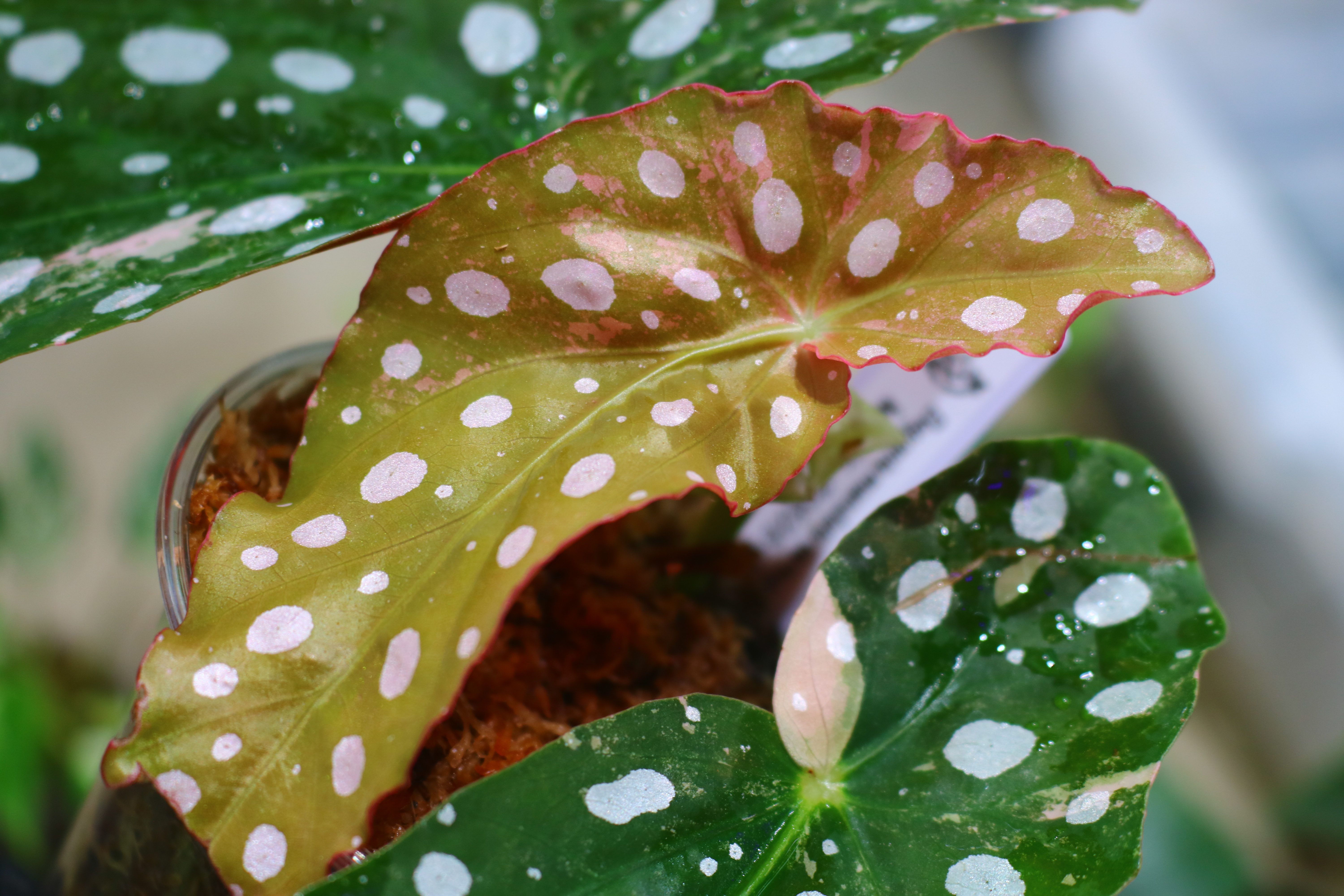 🦍-TGK-r70626-🦍/Begonia maculata variegated/ベゴニア マクラータ