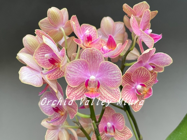 胡蝶蘭系② - オーキッドバレーミウラ