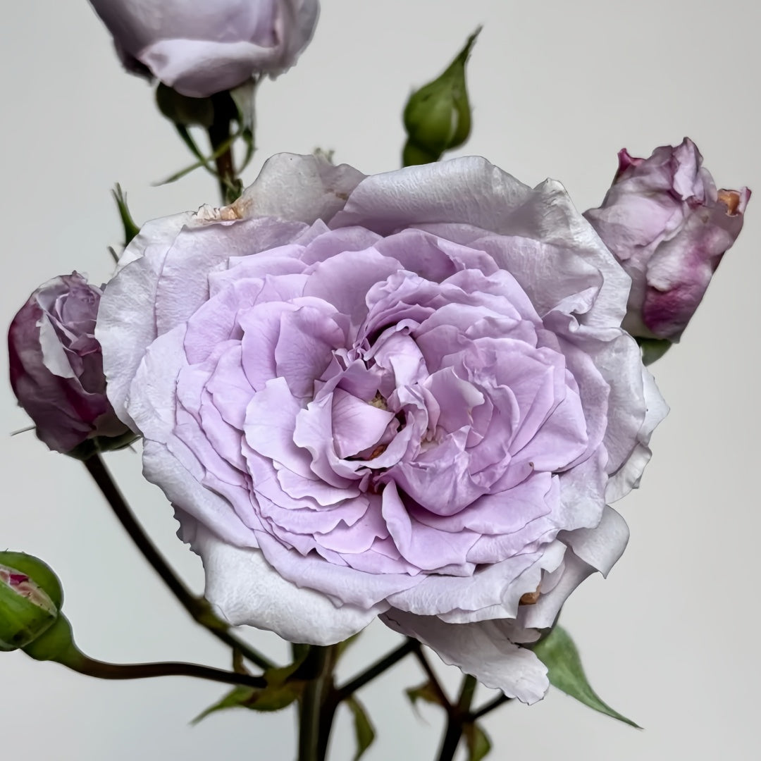 Antique Watch Rose-古董怀表｜Japanese Shrub Rose – Ergongzy Roses