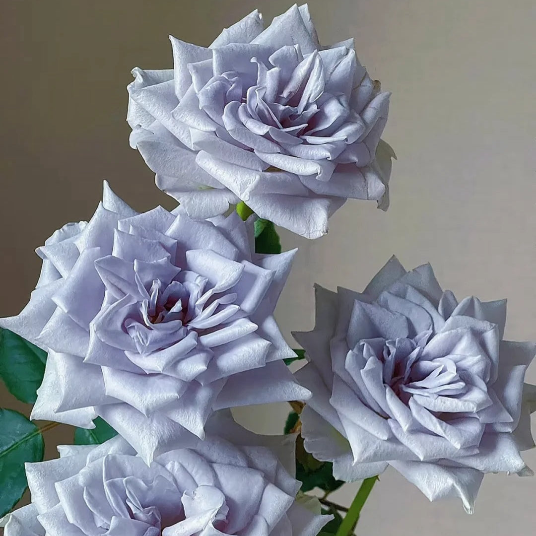 Blue Gravity Rose-蓝色引力｜Japanese Shrub Rose – Ergongzy Roses