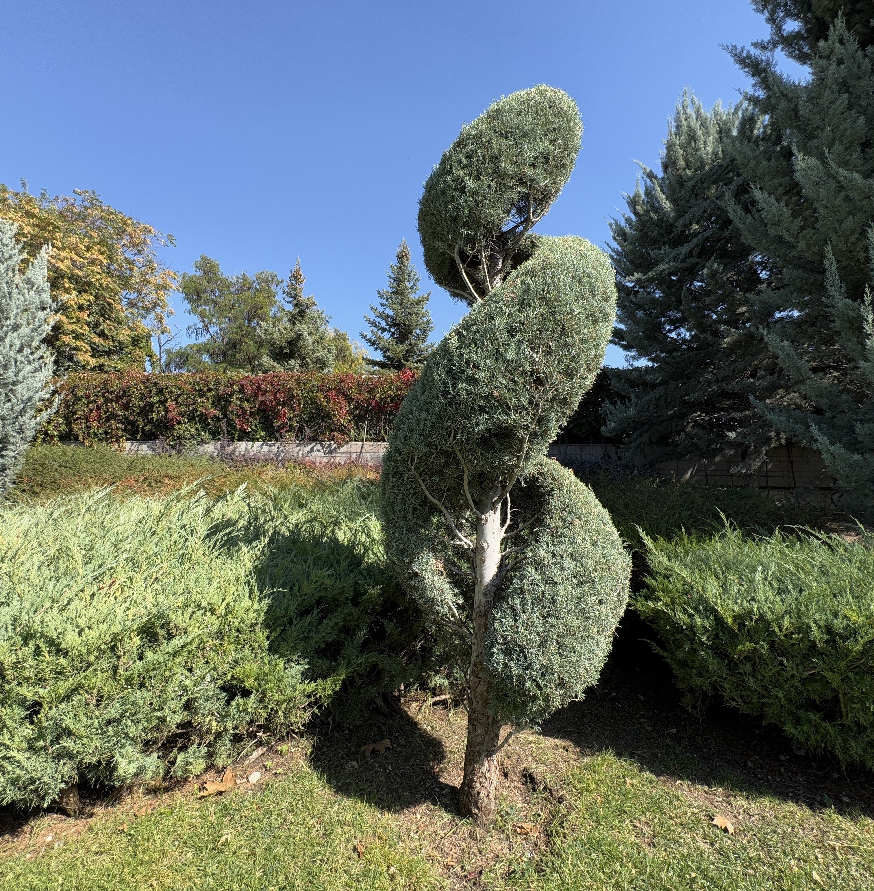 Shop Our Topiary Eugenia Spiral Tree Form | Eureka Farms