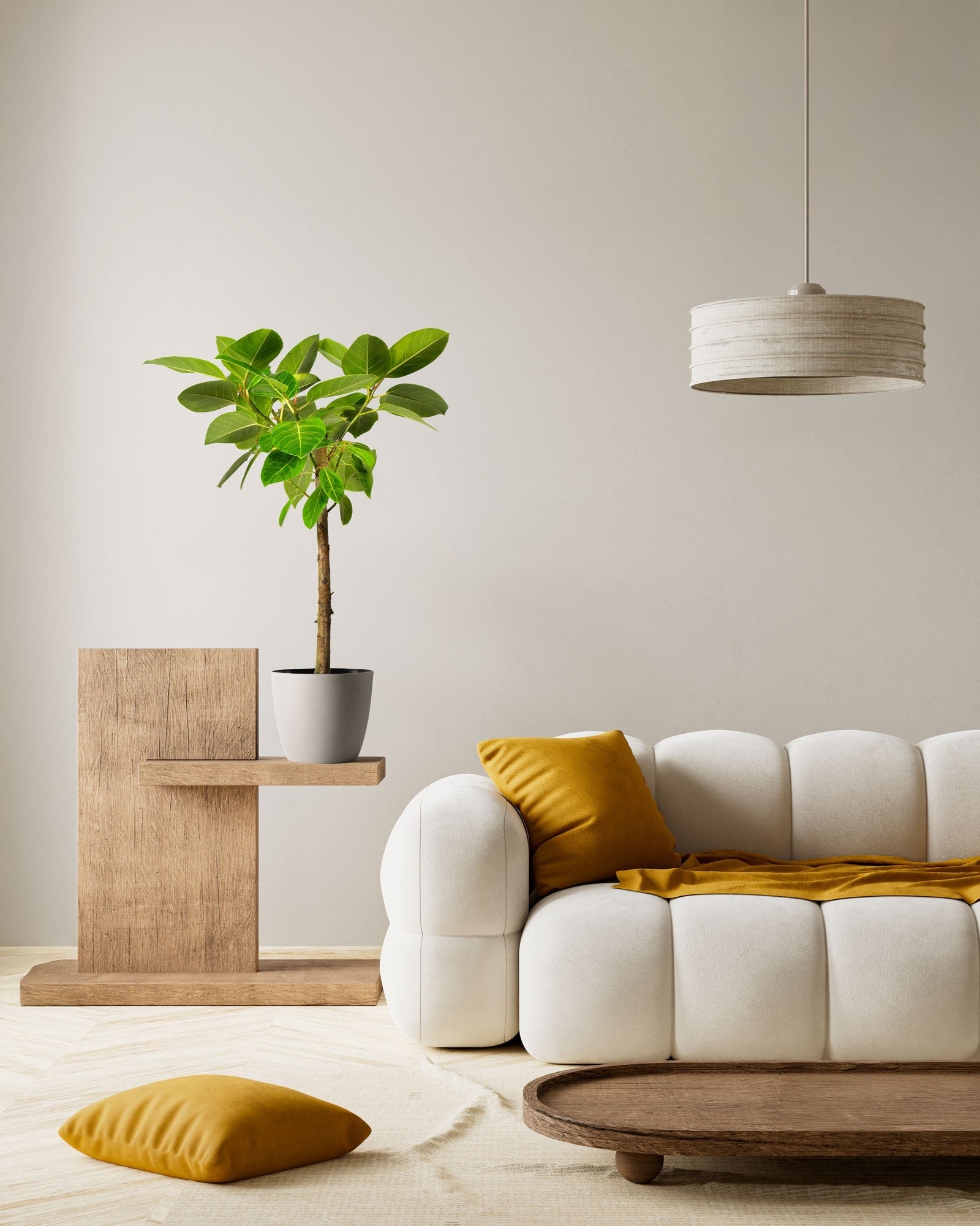 Buy Ficus Altissima Tree Form Double | Eureka Farms