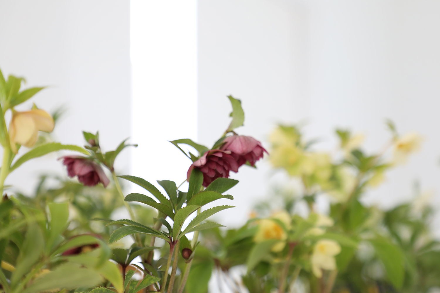 大木ナーサリー｜クリスマスローズ展示即売会 2024.3.9 – 10 | evam