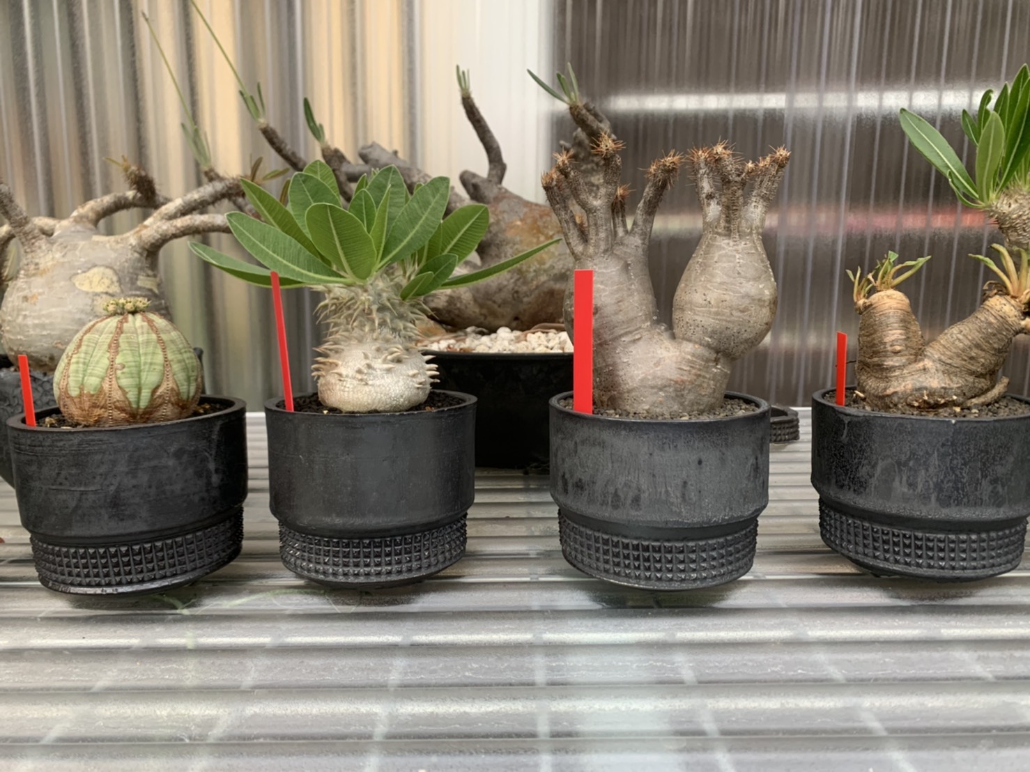 鶴仙園 × spicy gem × F-LAGSTUF-Fによるトリプルコラボレーションが