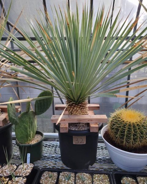 ユッカ ロストラータ ブルーサンダー | 茨城県つくば市・坂東・境町の