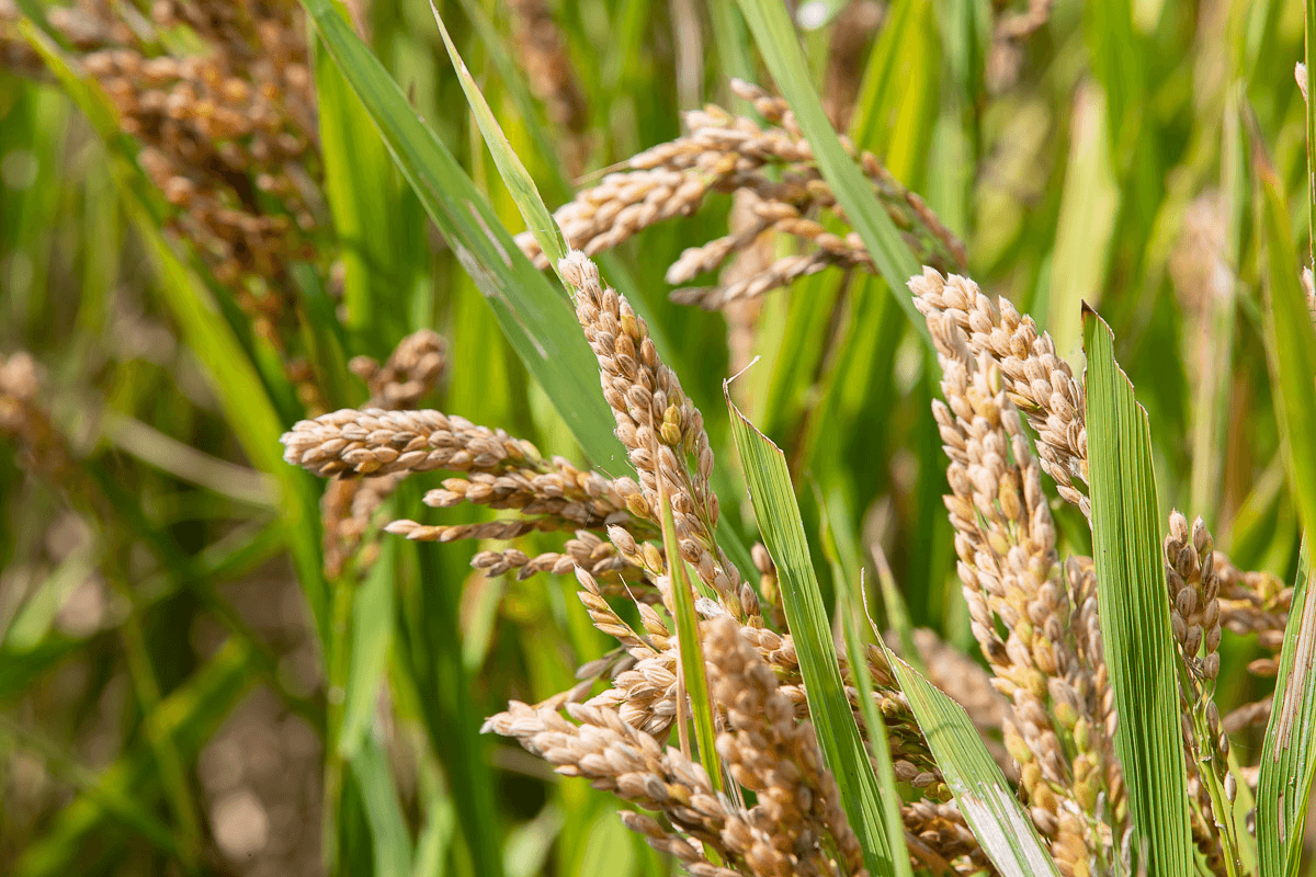 お待たせいたしました！ハッピーヒルのご案内です。 | 日々のお知らせ