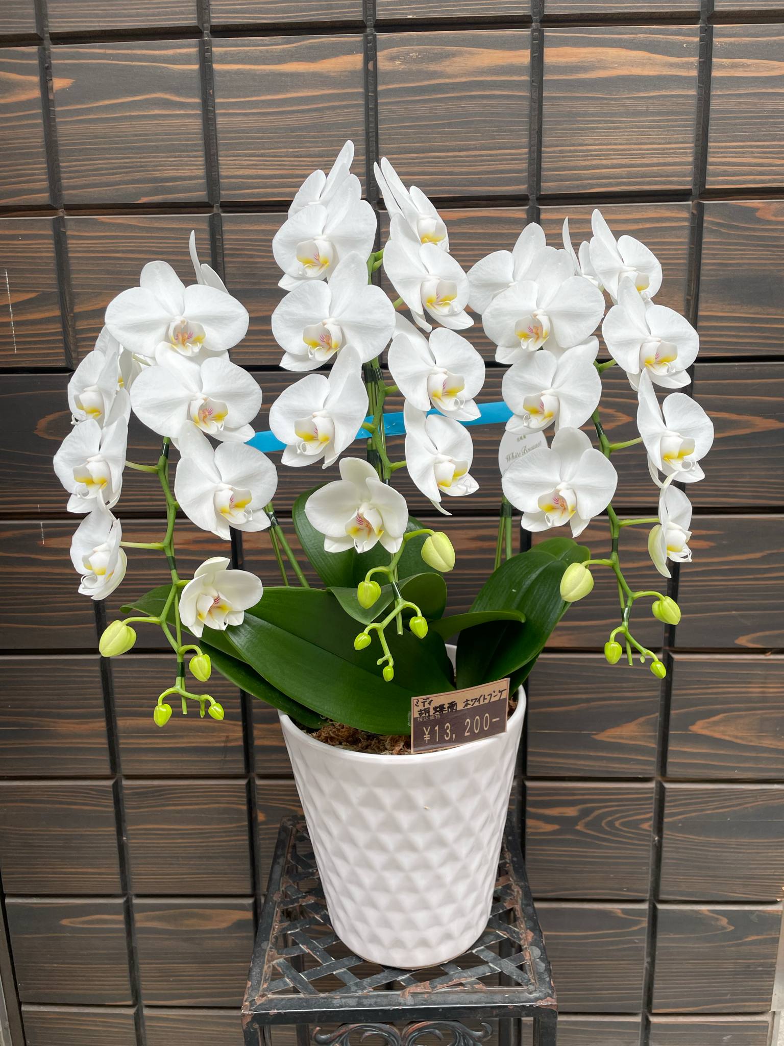 ミディ胡蝶蘭 ホワイトブーケ - 高知市の花屋「池田生花店」大丸