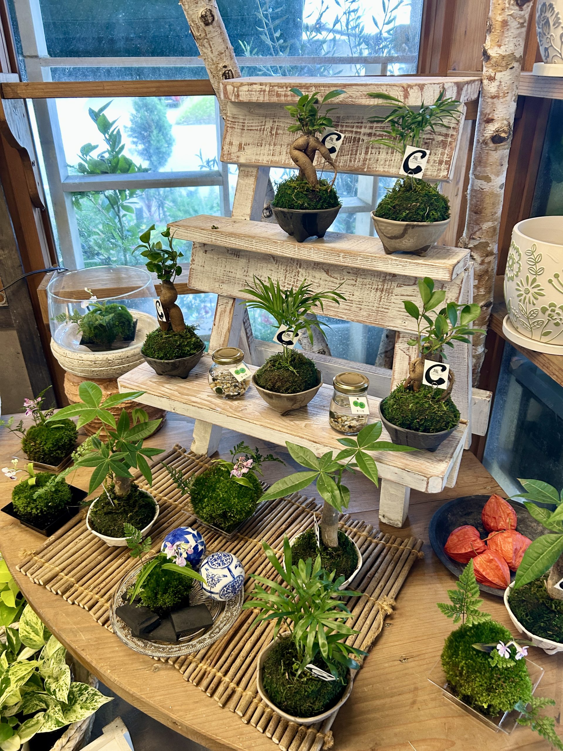 苔玉～まりもちゃんで涼し気に。。。 | 花屋ブログ | 鹿児島県鹿児島市