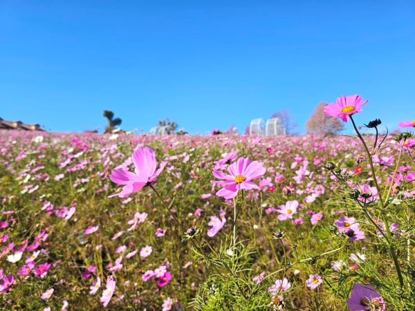 500,000本のコスモス 終了 | 堺・緑のミュージアム ハーベストの丘