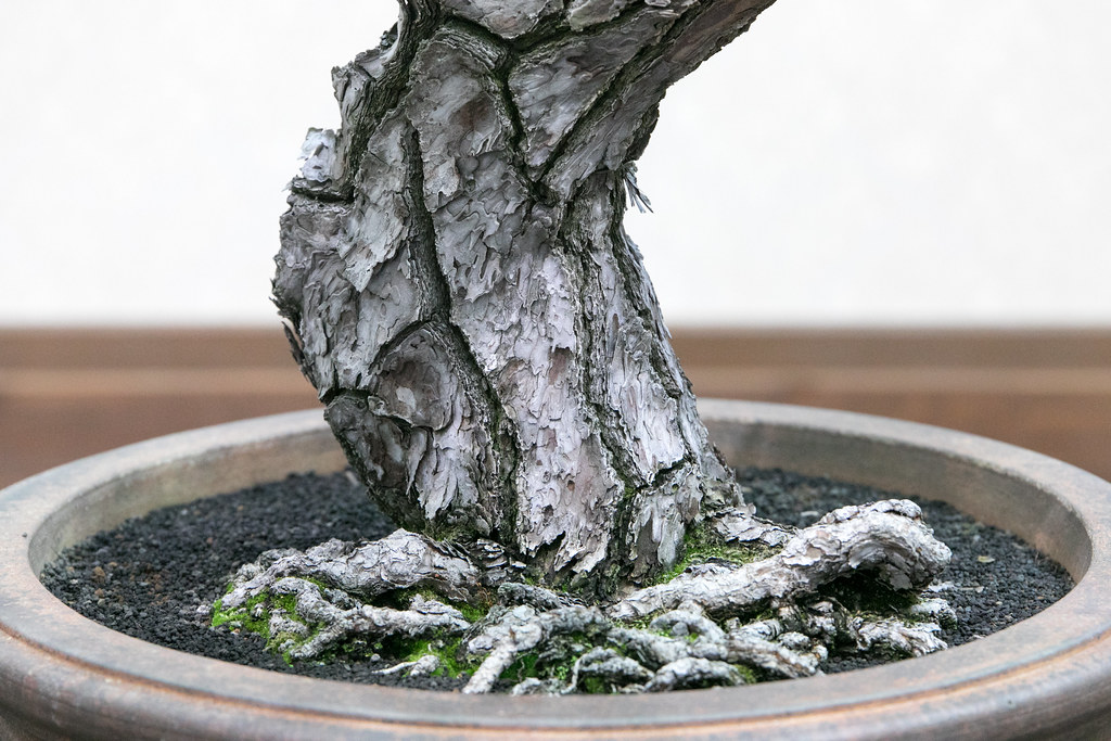 世界盆栽大会「日本の盆栽水石至宝展」が想像を凌駕する素晴らしさで