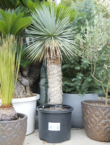 AL-F1161】ユッカ ロストラータ 超美形 極太 強シルバー個体 AL-F1161