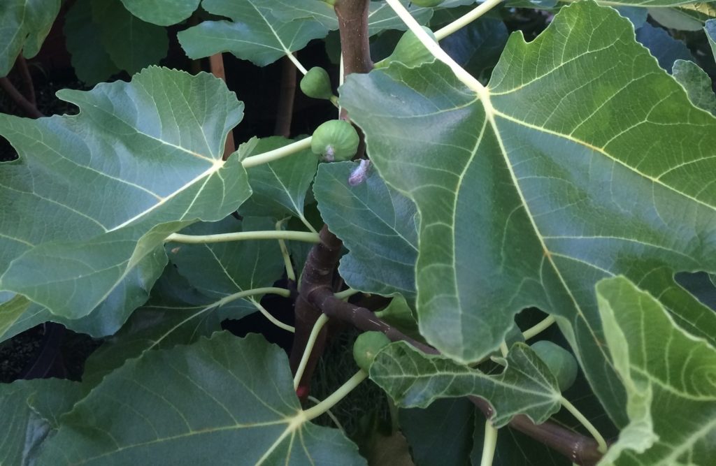 Black Madeira ブラックマディラ の特徴・味・耐寒性と本物と偽物