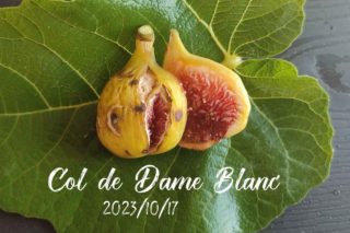 Boysenberry Blush(ボイセンベリー ブラッシ)の特徴・味・耐寒性・栽培