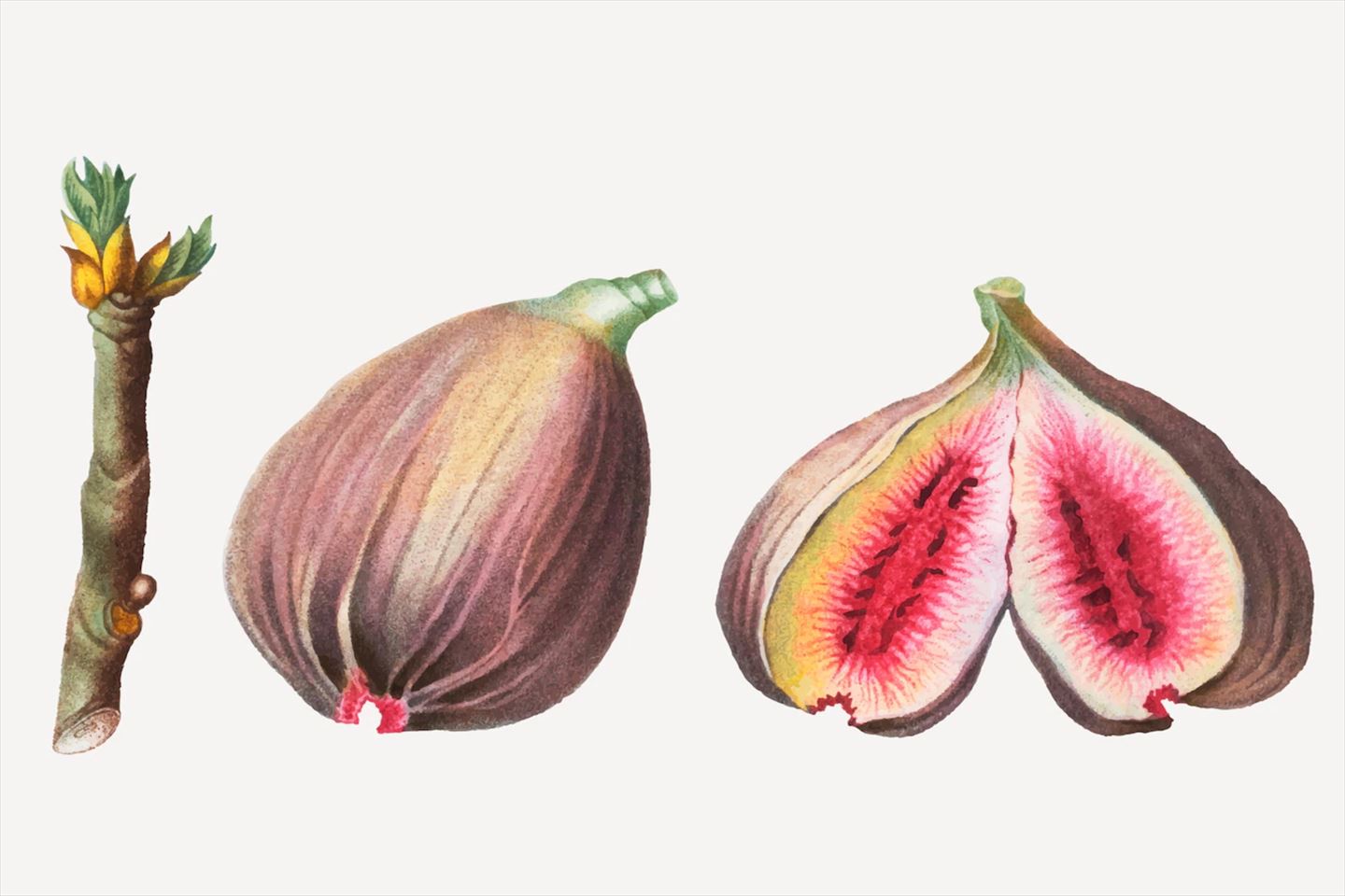 Constantine de Algerie 120センチ 21節 イチジク Constantine de