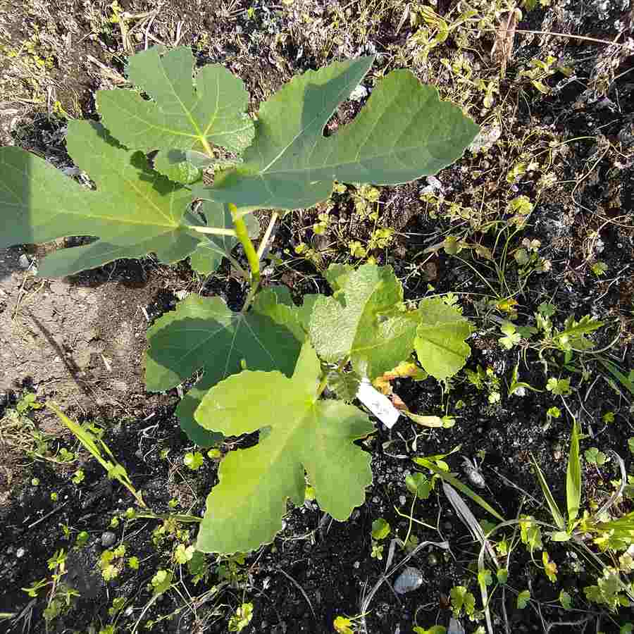 Campaniere(Calvy)Fig(カンパニエール)の特徴・味・耐寒性・栽培