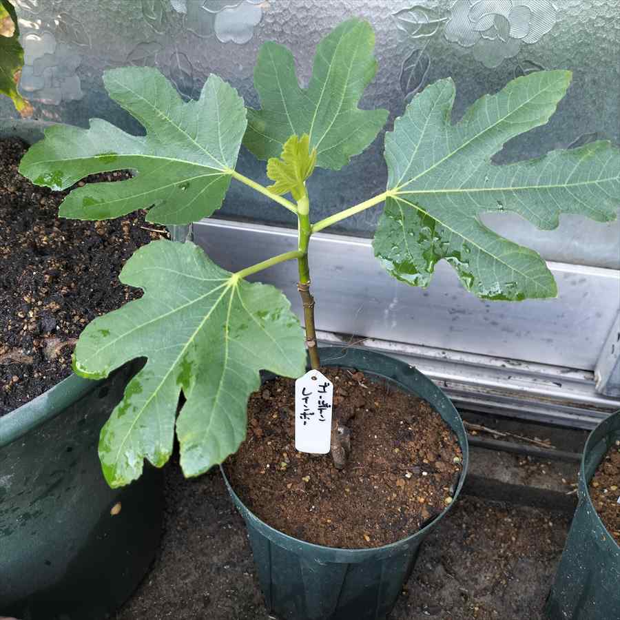 Golden Rainbow Fig(ゴールデンレインボー)=Ben's Golden Riversideの