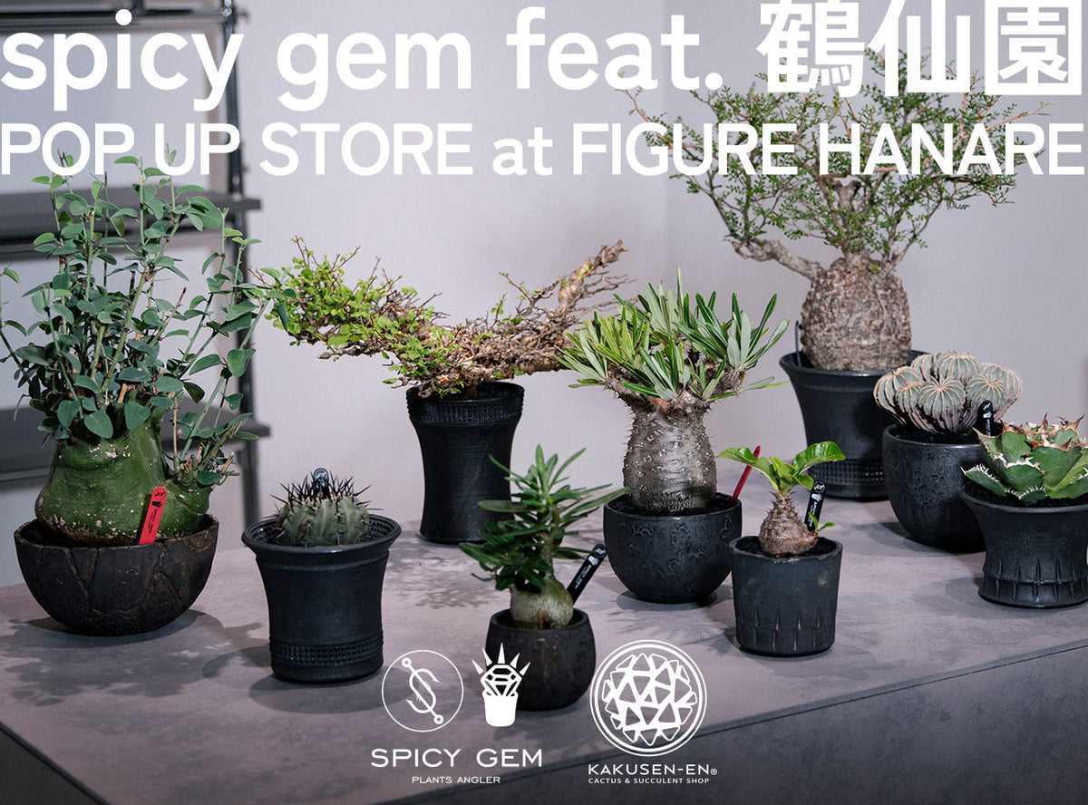 spicy gem feat. 鶴仙園 POP UP STORE at FIGURE HANARE | FIGURE