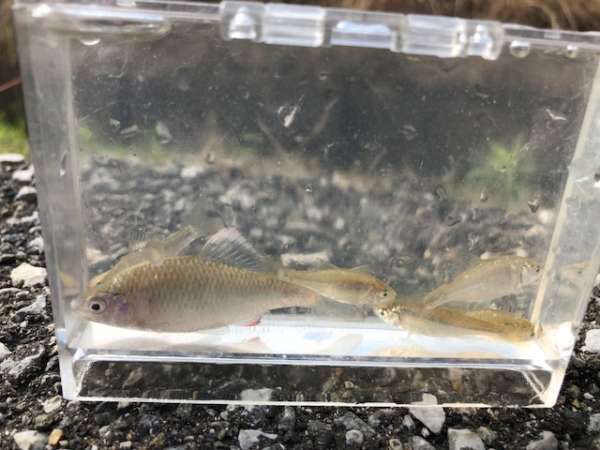 癒しのタナゴ釣りへ【滋賀】 | フィッシングマックス 関西の釣果|大阪