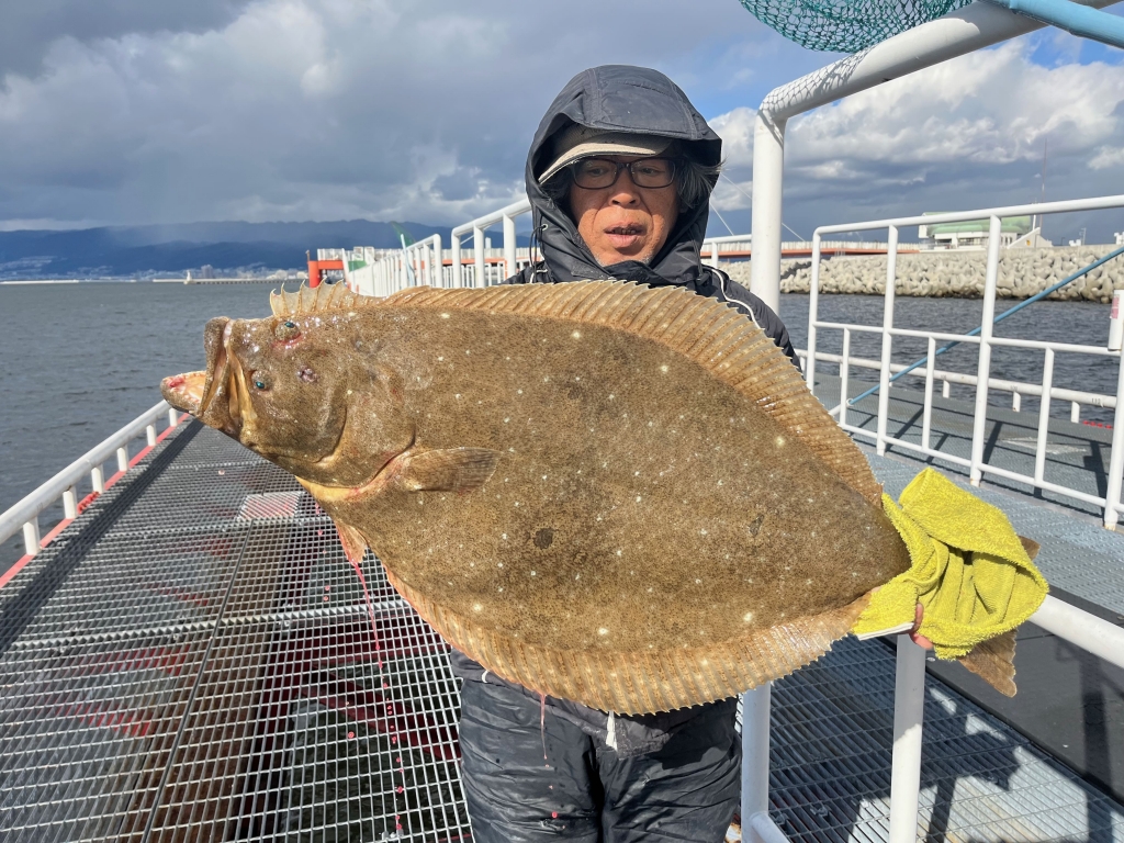 55 天然山採り ヒサカキ 55 天然山採り ヒサカキ