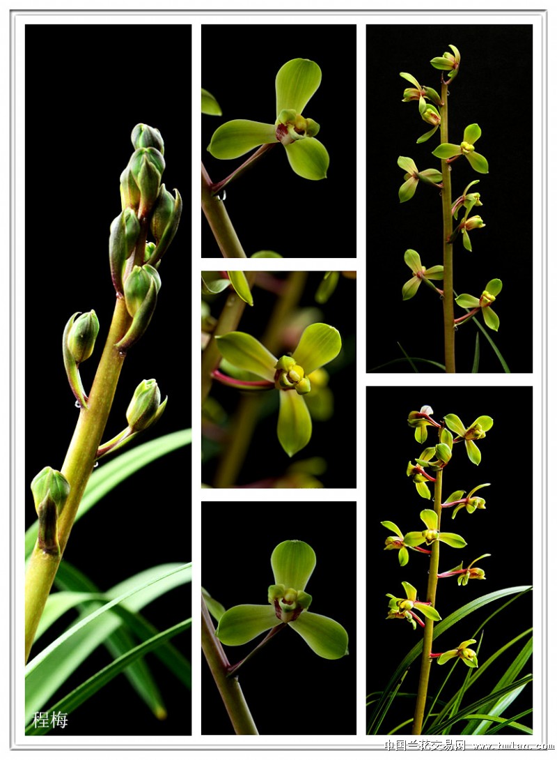 蕙兰名品图鉴-兰花交易网