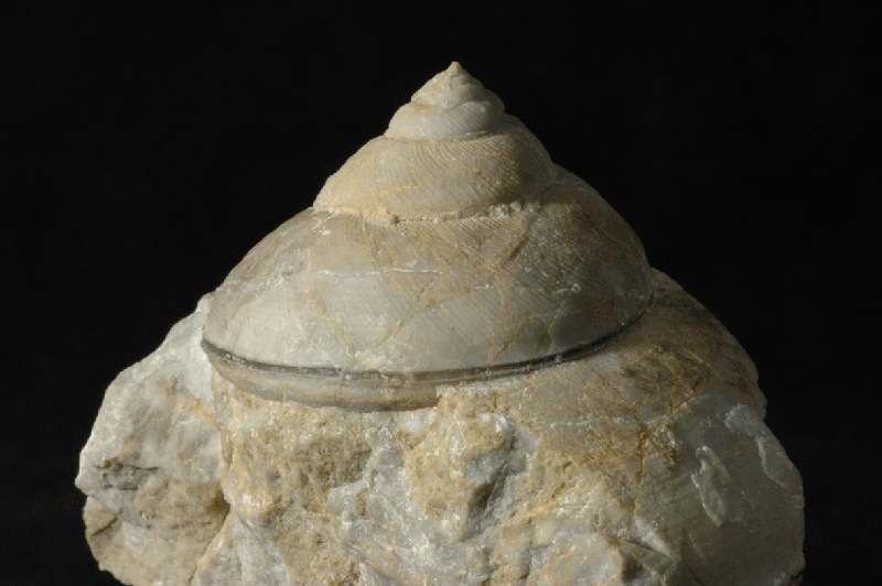 糸魚川の大地の歴史と化石 - フォッサマグナミュージアム Fossa Magna