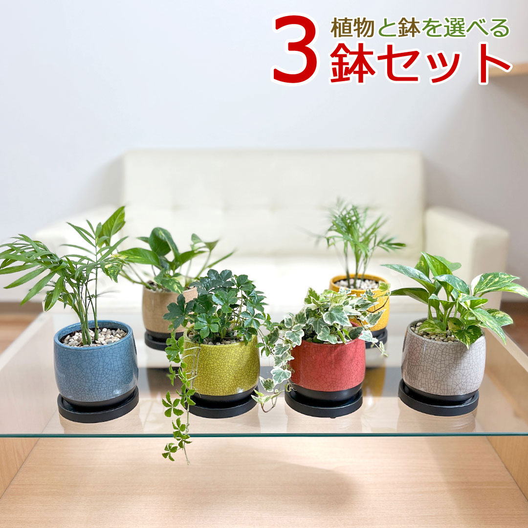 観葉植物の販売・ギフトならフラワーコーポレーション / 観葉植物 ミニ