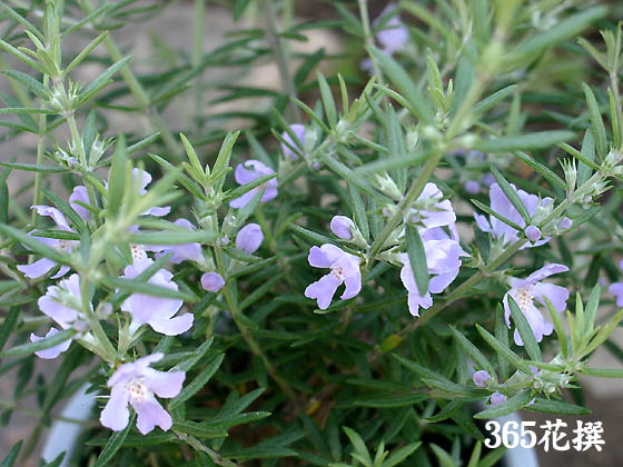 ウエストリンギア｜園芸植物小百科｜育て方｜花の写真